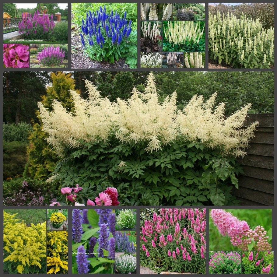 Бересклет крылатый Чикаго фаер