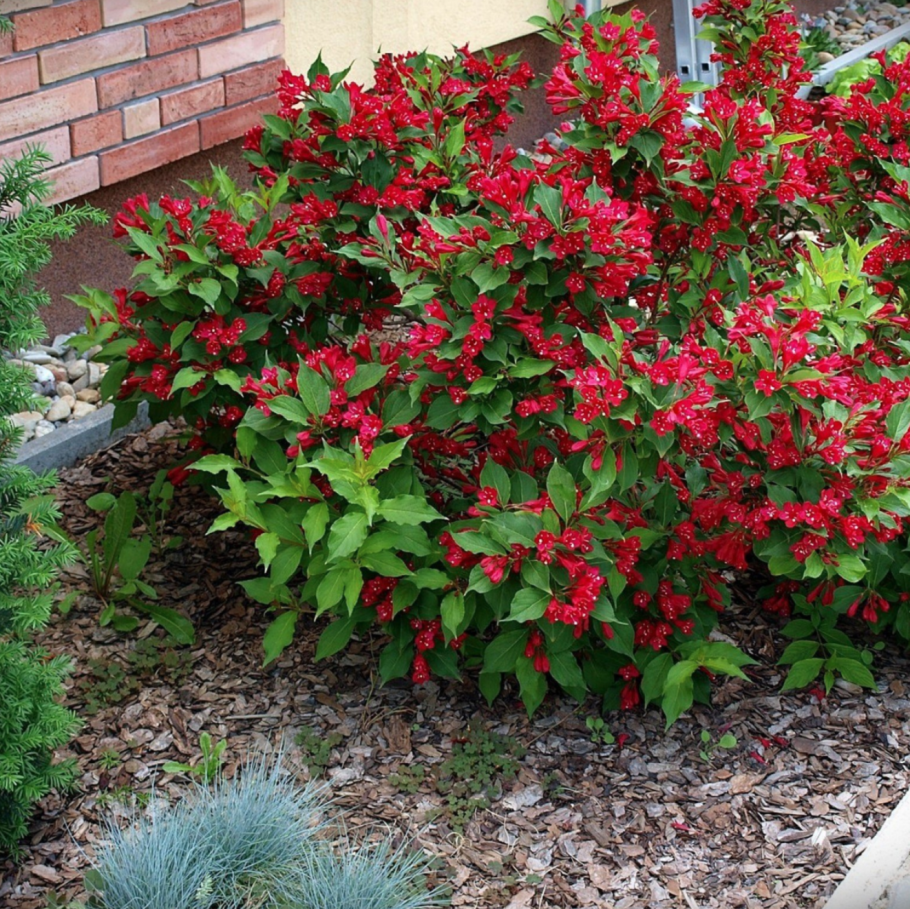 Гортензия метельчатая Vanille Fraise