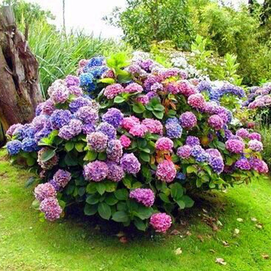 Гортензия метельчатая Ванилла Фрейз