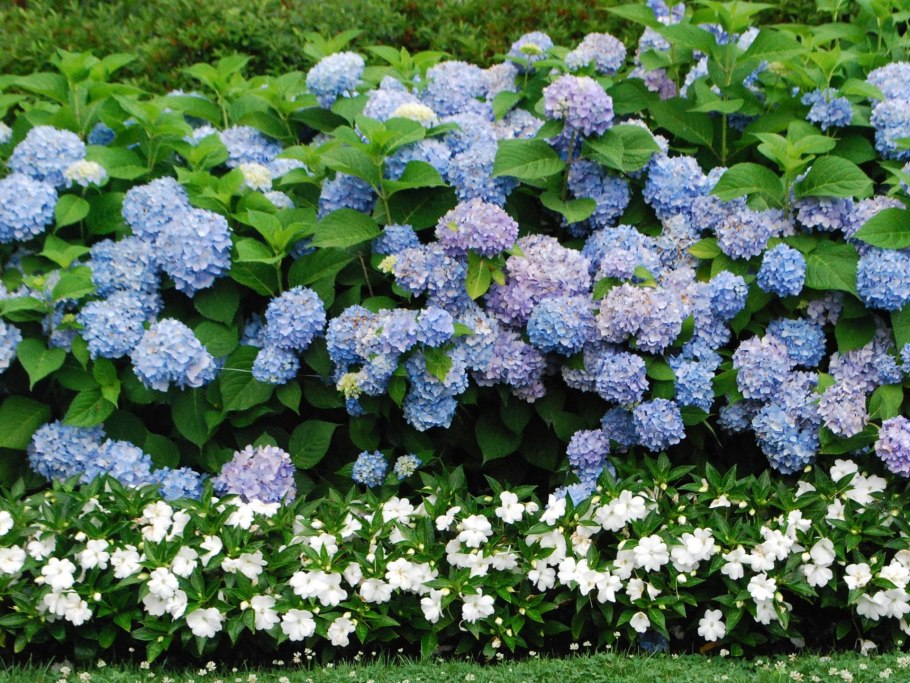 Вейгела Цветущая Бристол Руби