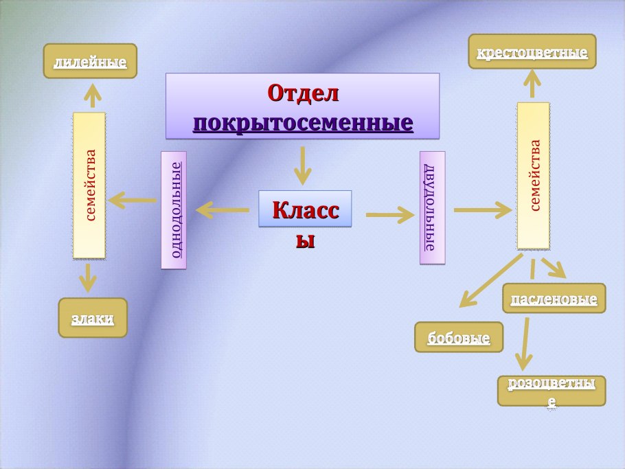 Презентация происхождение покрытосеменных растений