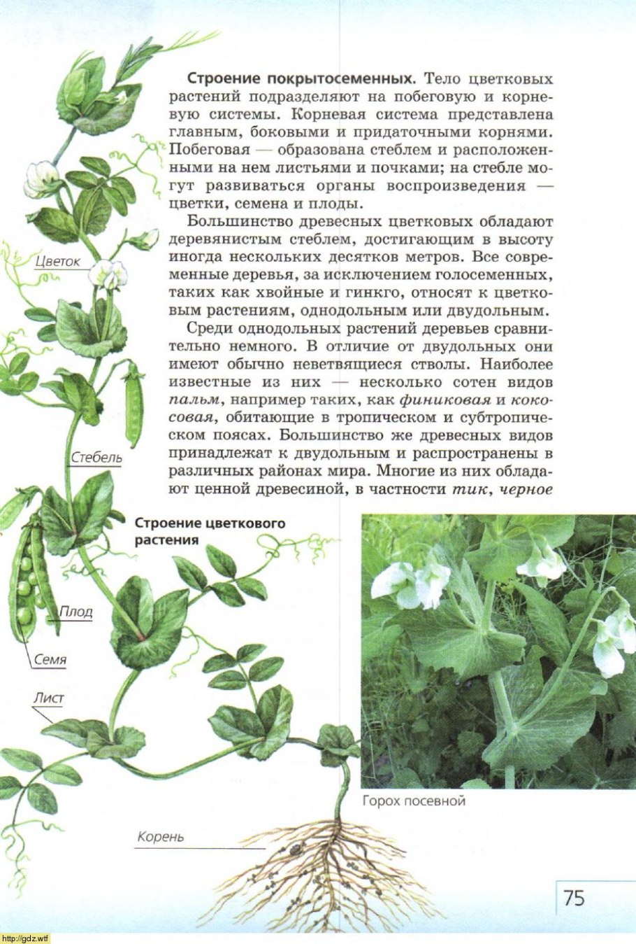 Пшеница однодольное или двудольное