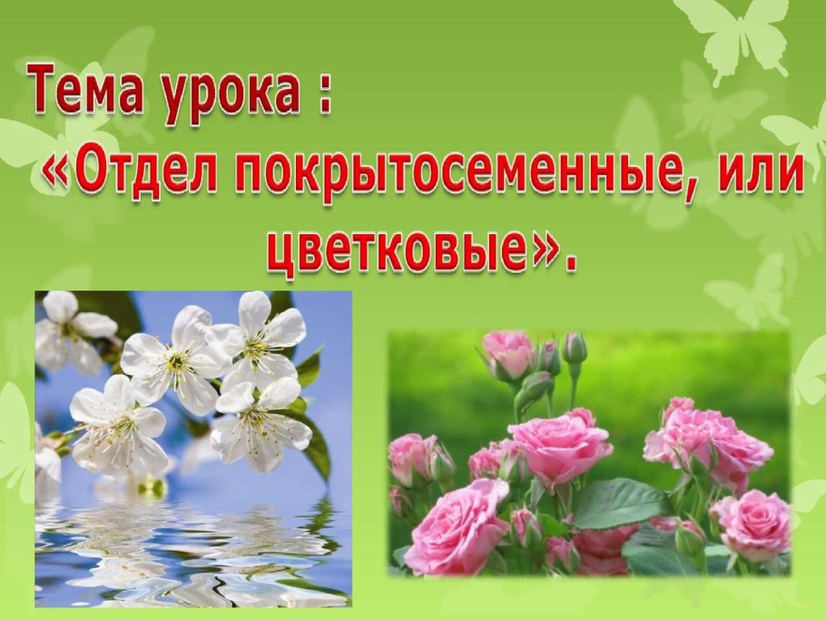 Многообразие древесных форм