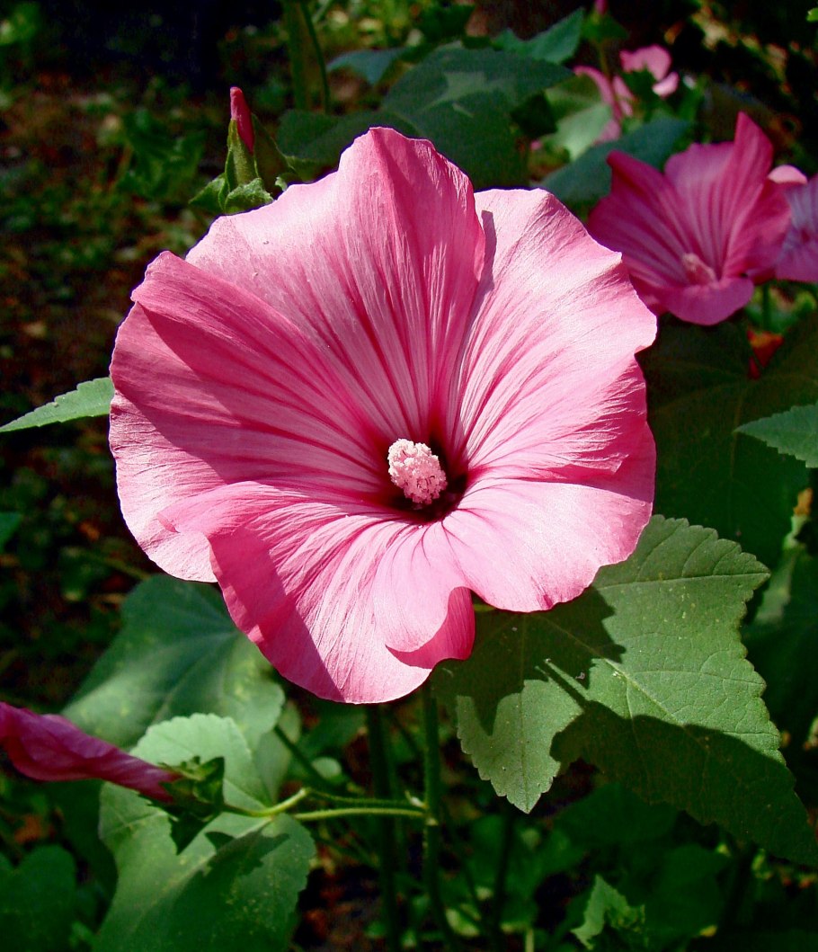 Цветок лаватера однолетник