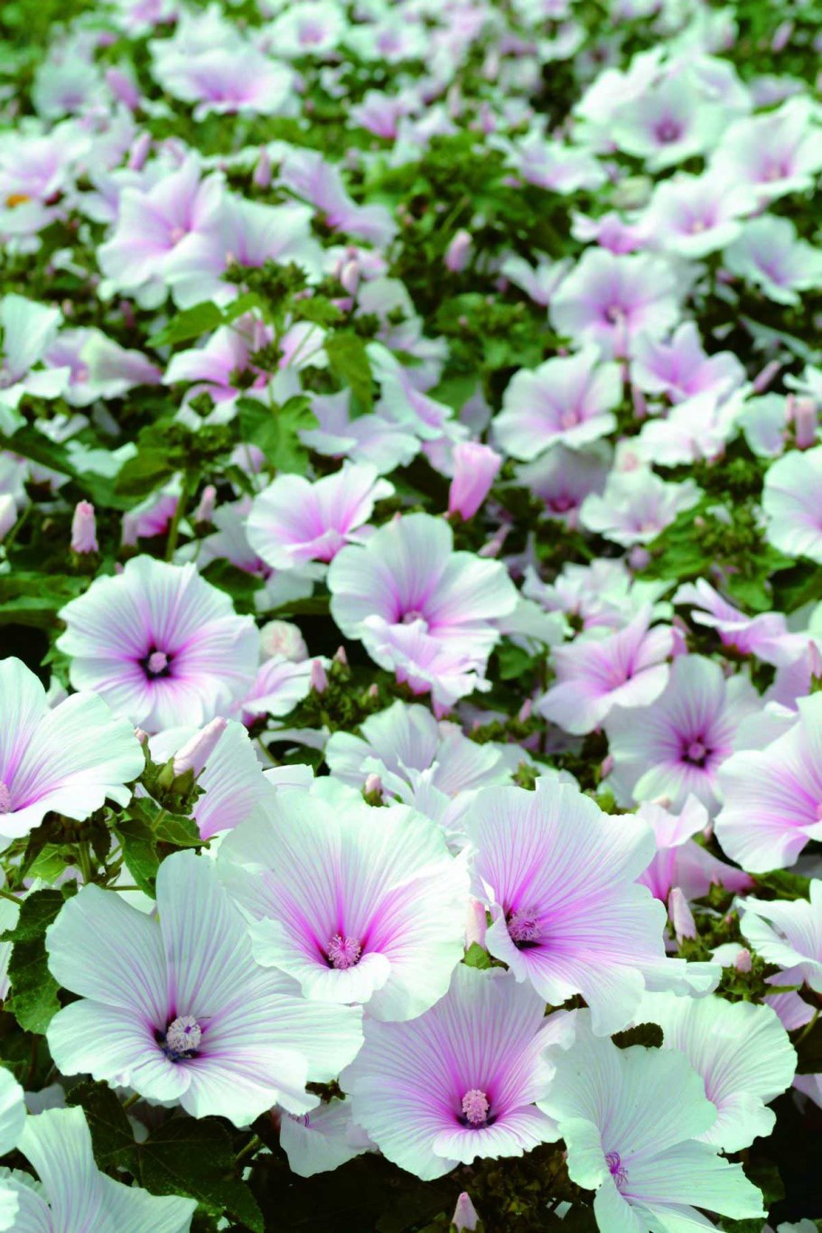 Цветок лаватера однолетник