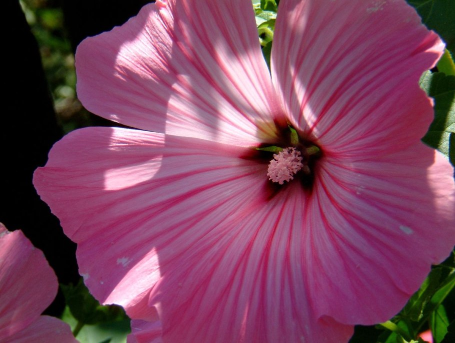 Лаватера Лавлайнс