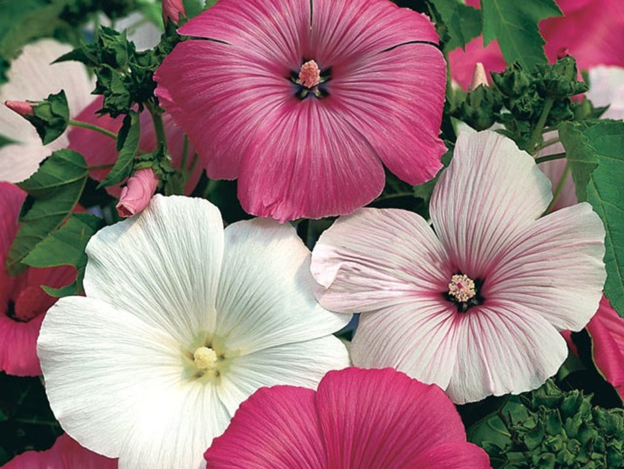 Lavatera trimestris l.