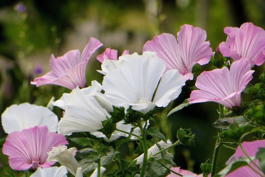 Лаватера красотка розовая