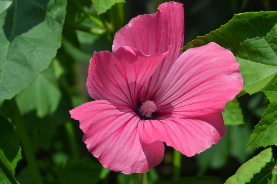 Лаватера хатьма