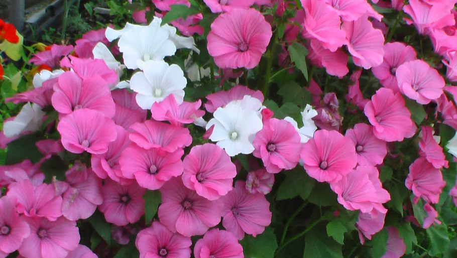 Лаватера монт Розе