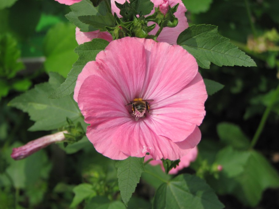 Лаватера трехмесячная