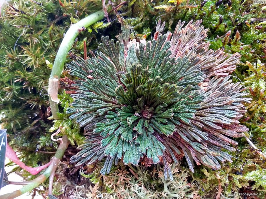 Selaginella побег