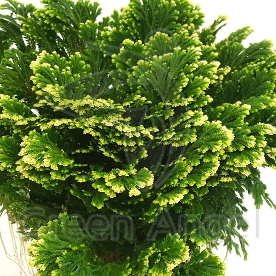 Папоротник аквариумный селагинелла