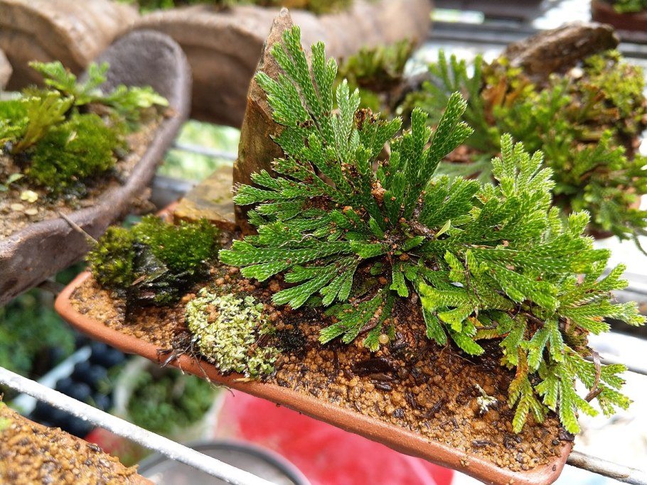 Selaginella martensii