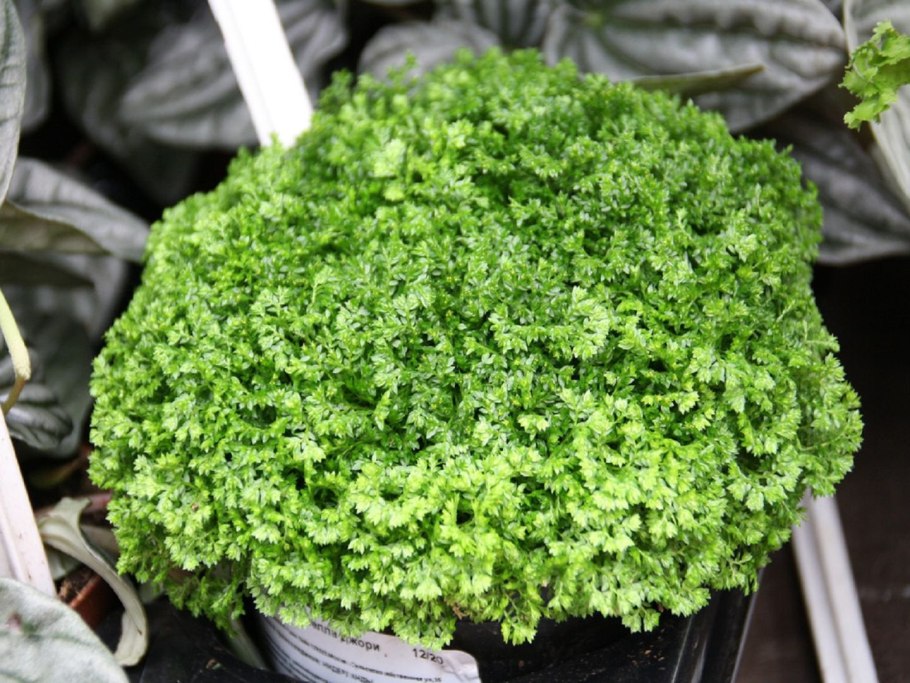 Селагинелла чешуелистная