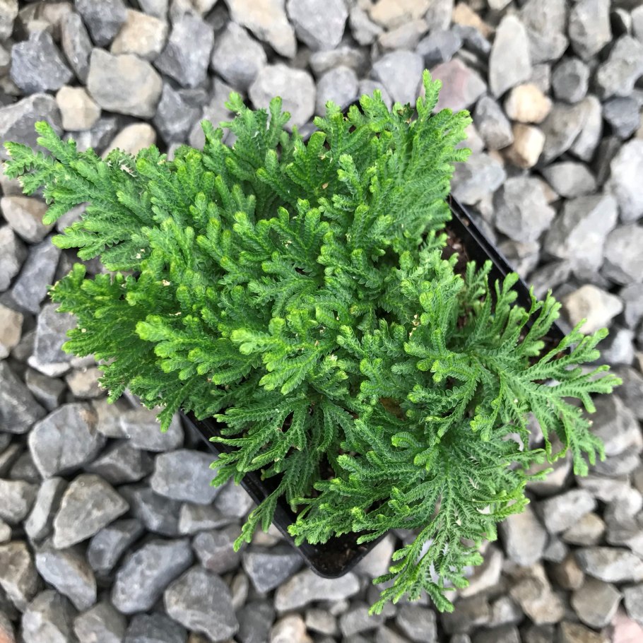 Селагинелла Краусса (Selaginella kraussiana)