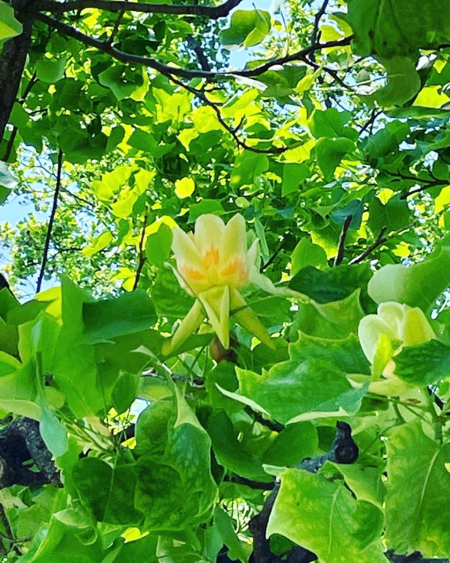 Магнолия Лириодендрон