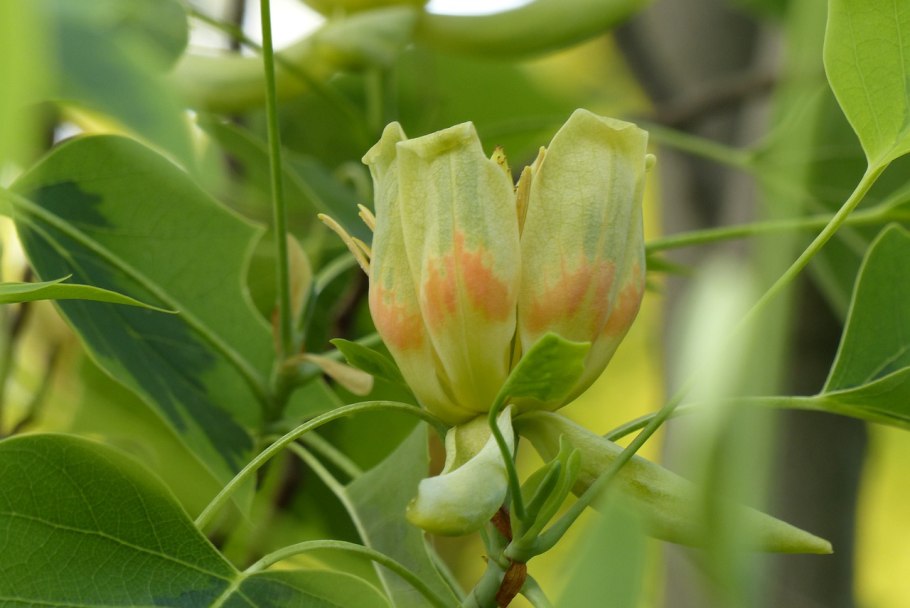 Тюльпановое дерево цветы