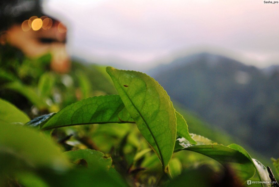 Чайная фабрика в порта Формоза Сан Мигель Азоры