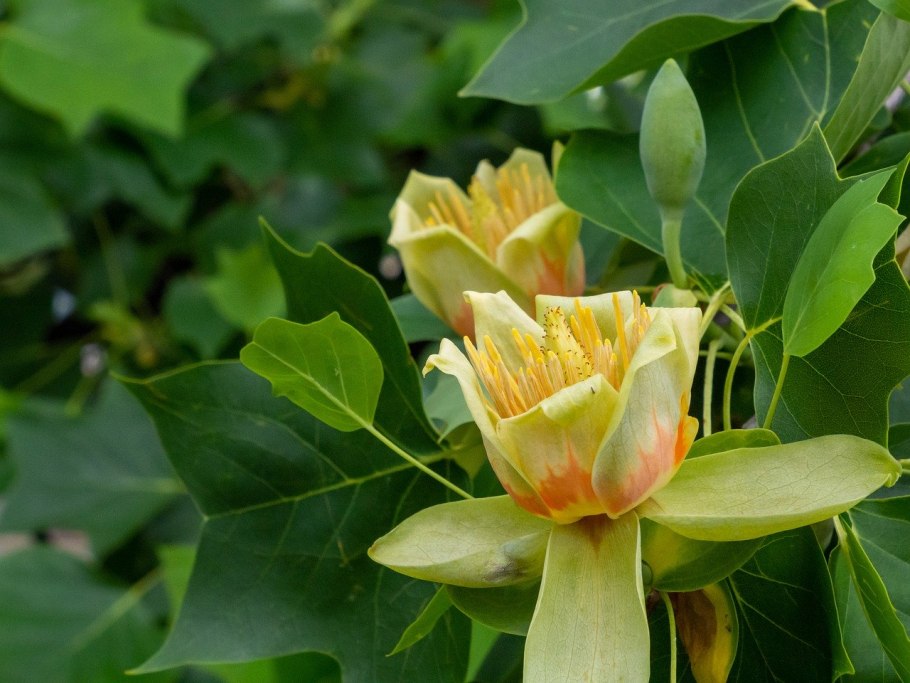 Лириодендрон тюльпанный плод