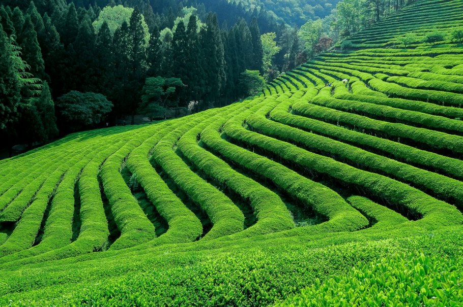 Ризе чайные плантации