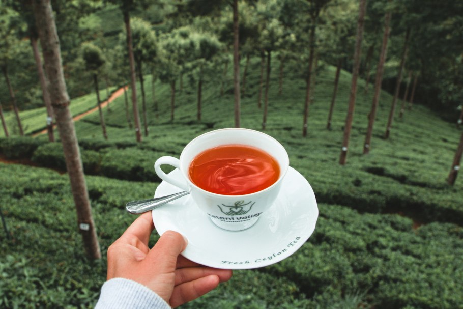 Чайные поля Посон Южная Корея