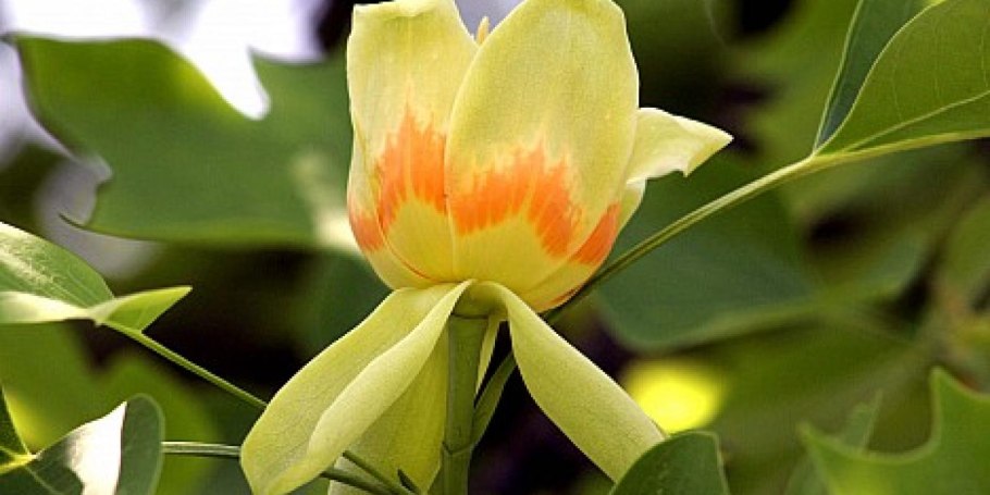 Старт дерево