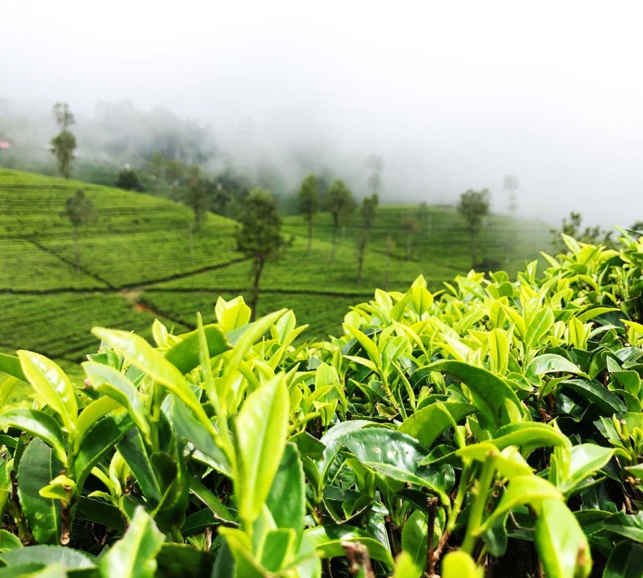 Лириодендрон китайский Liriodendron chinense