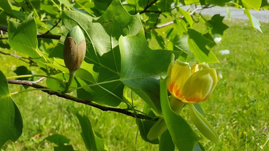 Liriodendron chinense