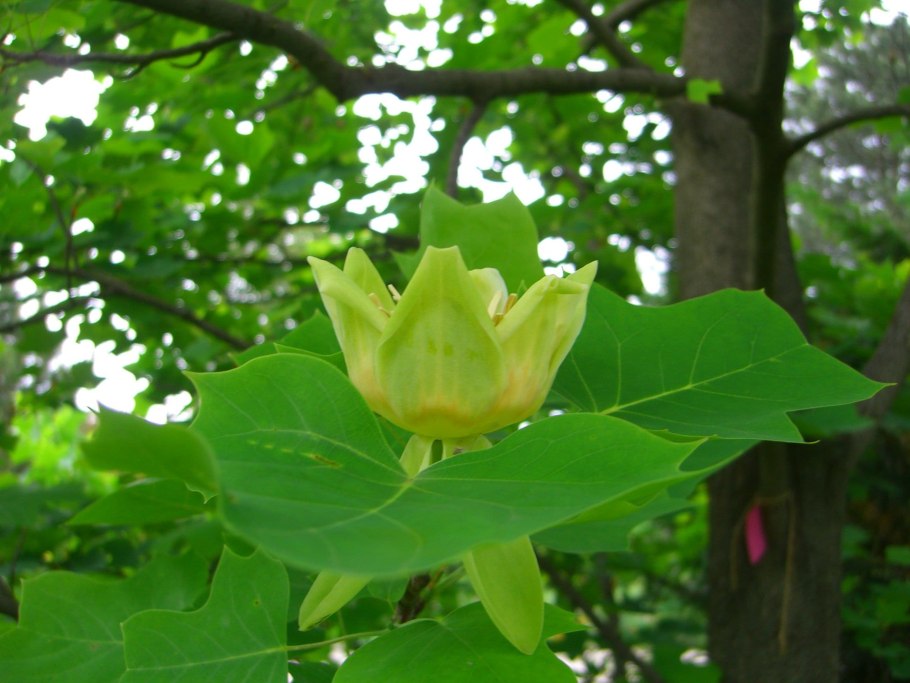 Чайные плантации Сочи зимой фото