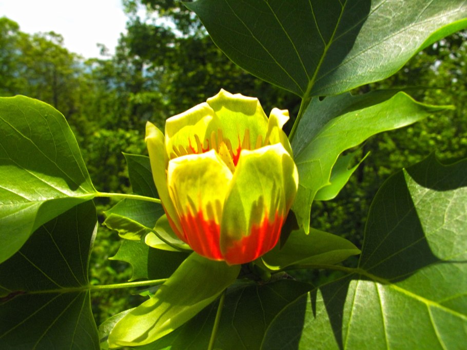 Тюльпановое дерево купить