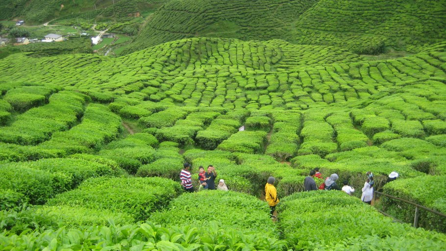 Чайные плантации Керичо