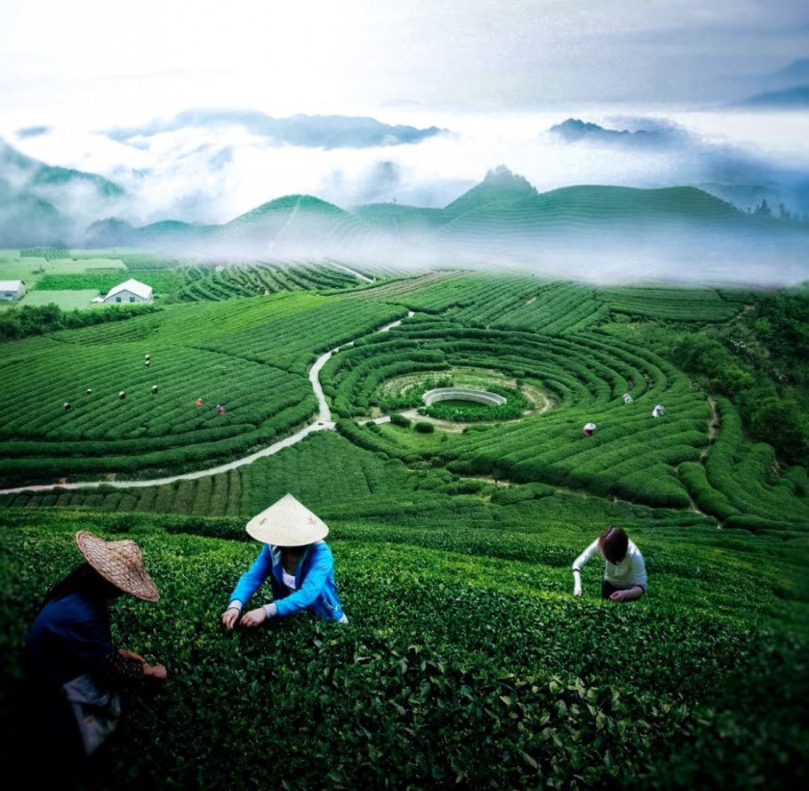 Чайные плантации в Китае