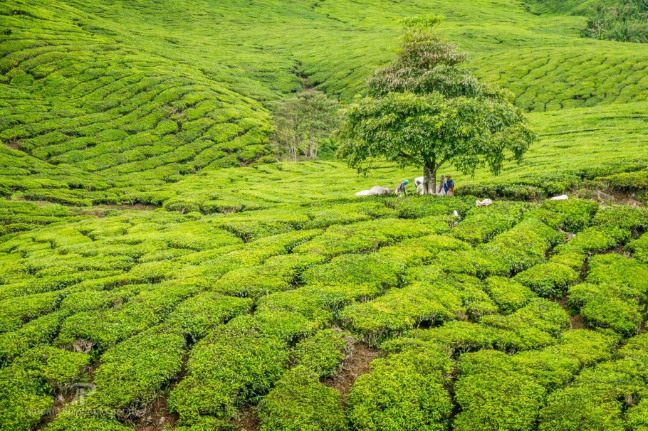 Чайные поля