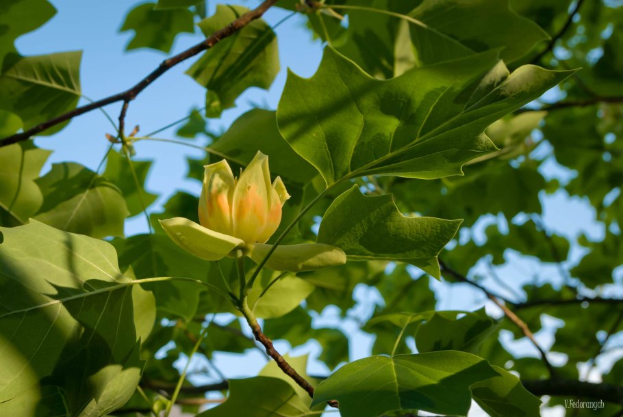 Тюльпанов он дерево Кабардинка