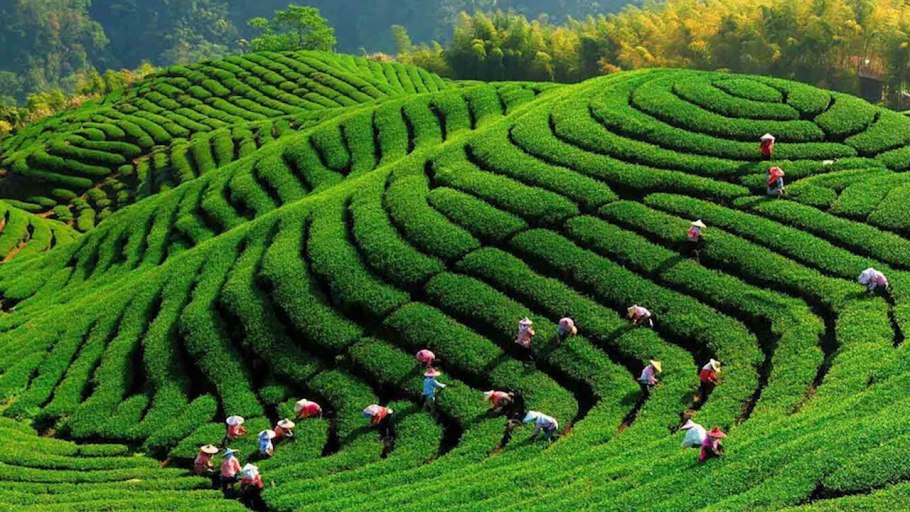 Liriodendron chinense