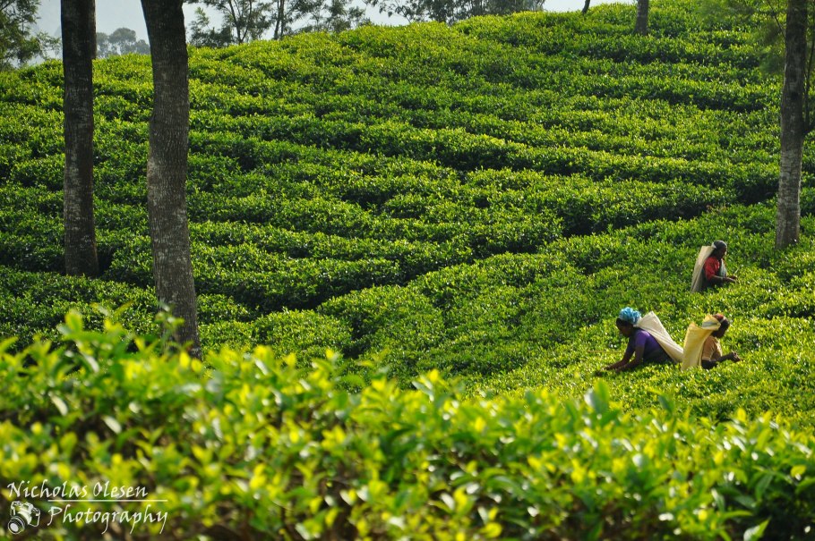 Шри Ланка чайник