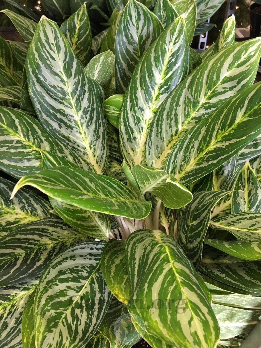 Аглаонема Эвергрин