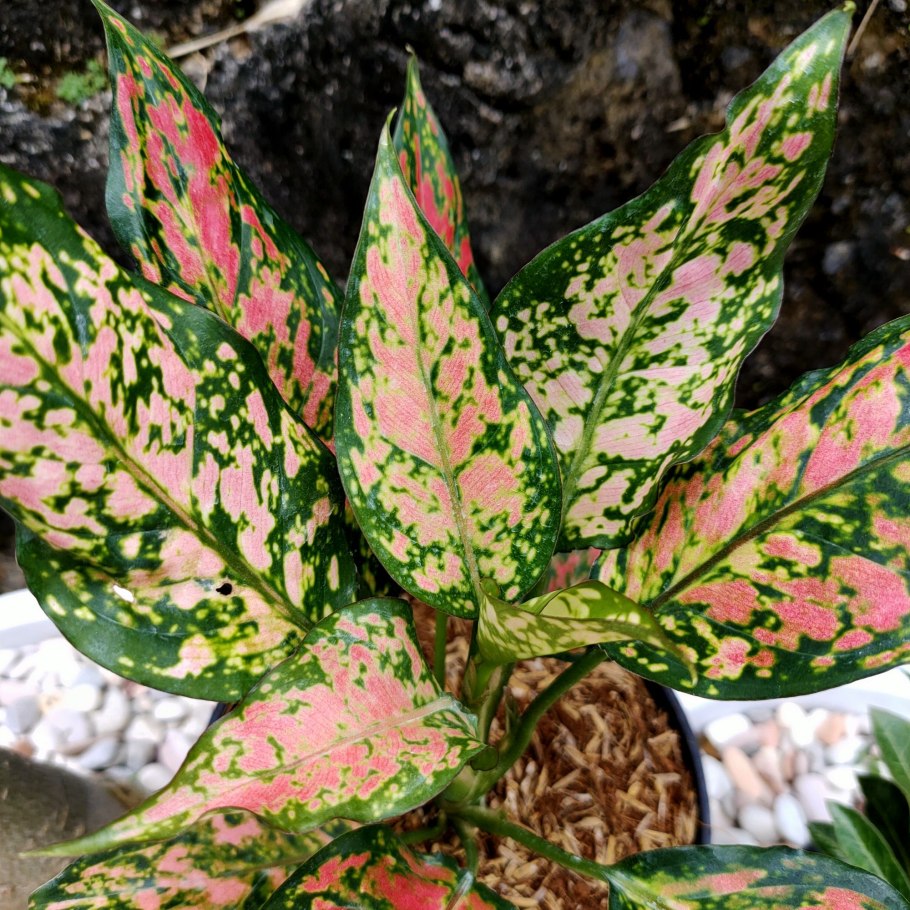 Аглаонема Мадонна