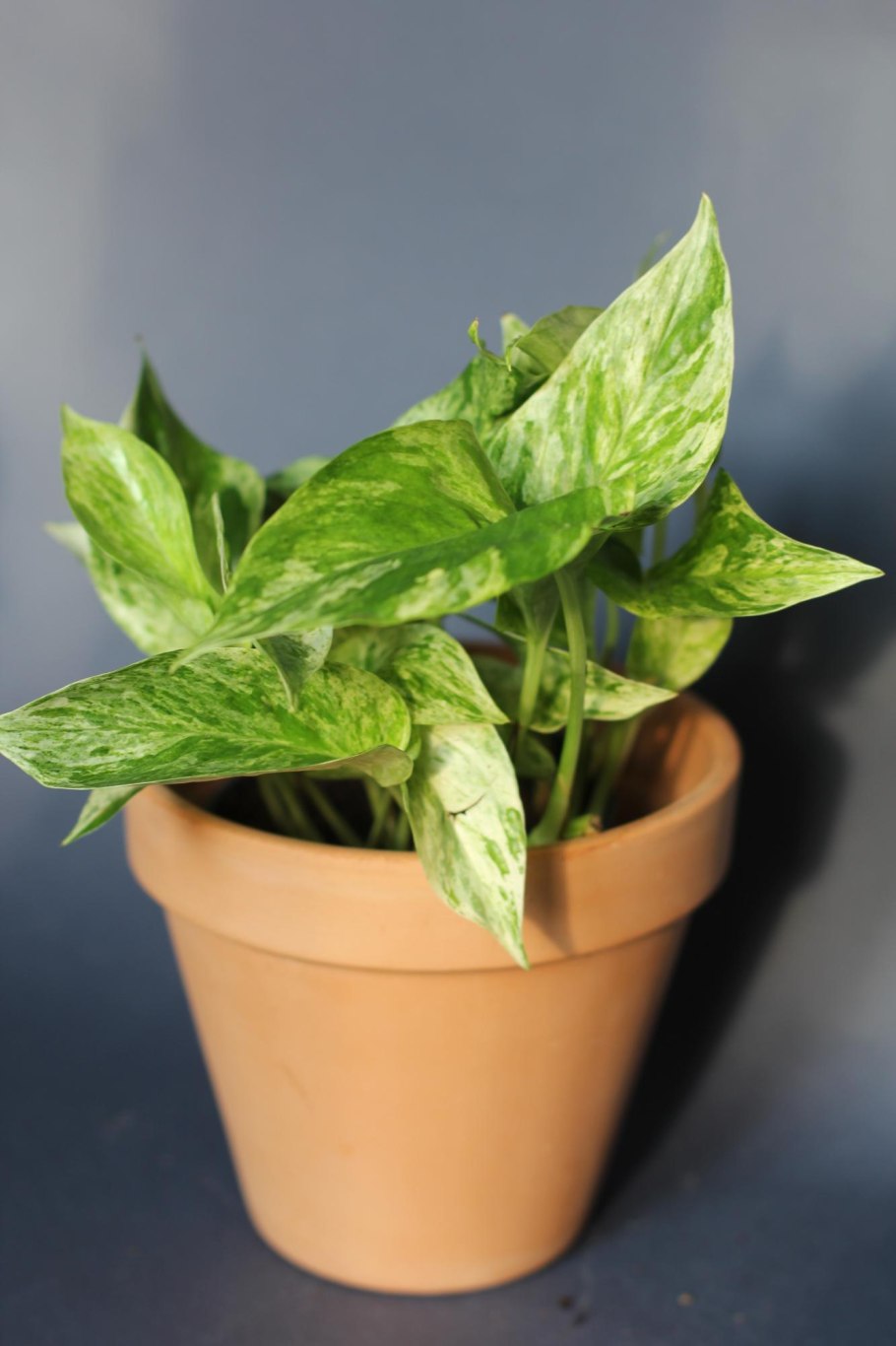 Аглаонема Пиктум биколор