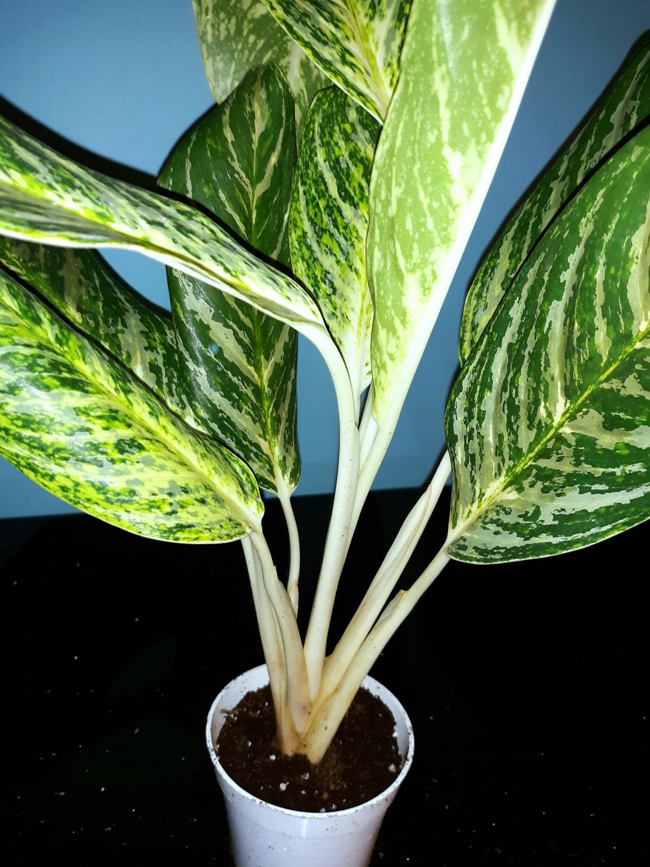 Аглаонема Madonna