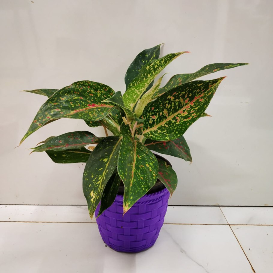 Аглаонема паттайя бьюти