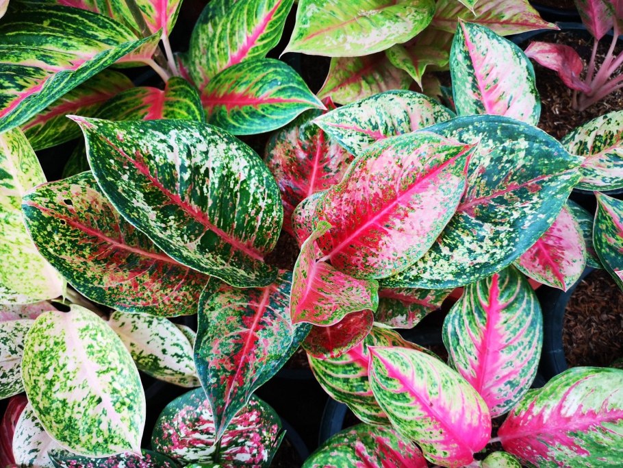 Аглаонема мадонна