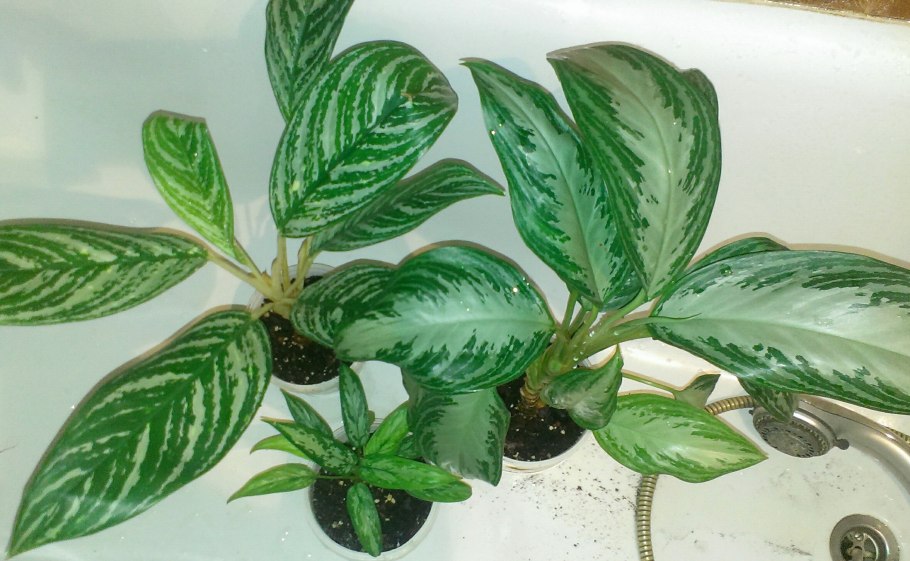 Аглаонема Anyamanee