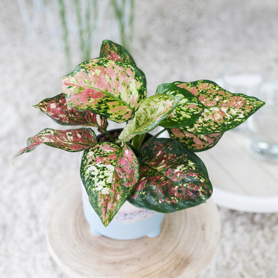 Аглаонема anyamanee