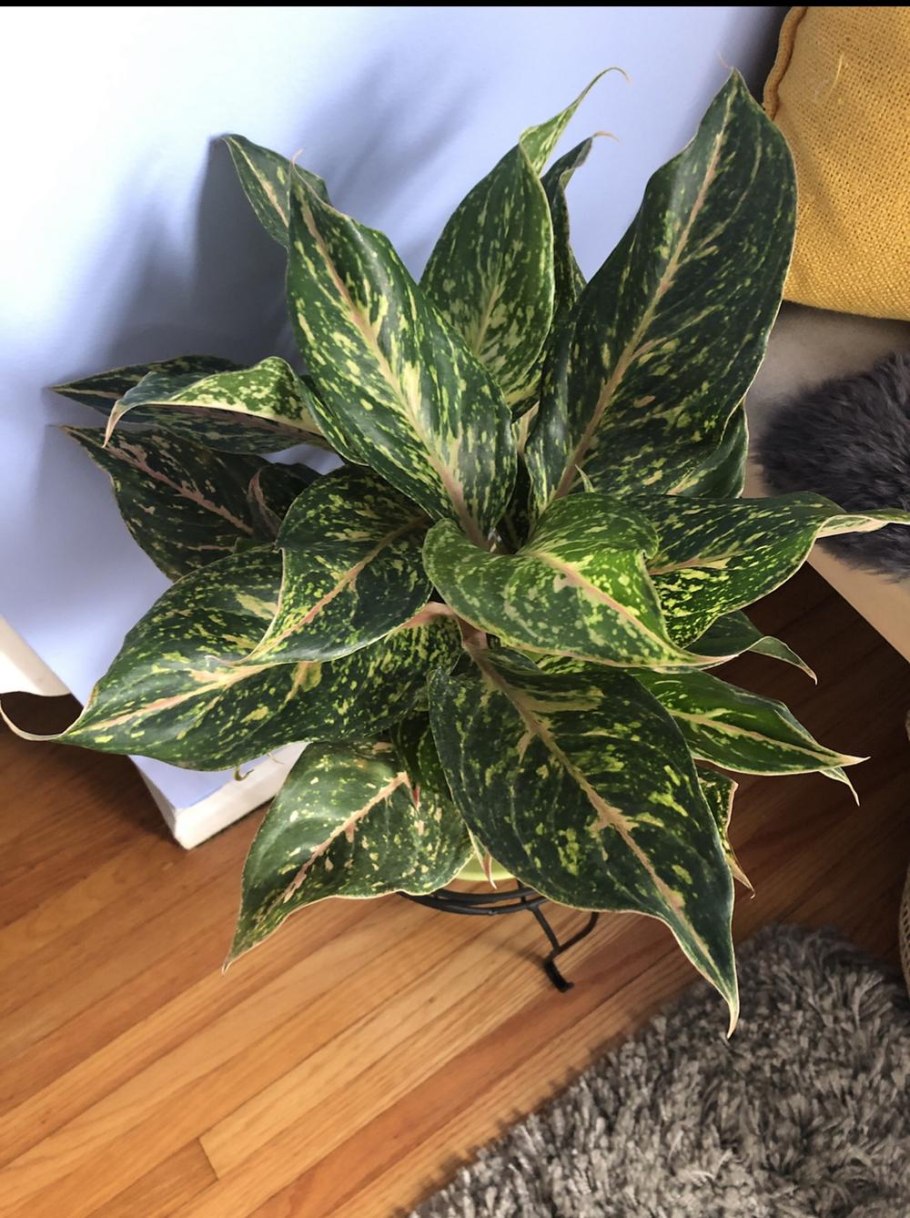 Аглаонема Сильвер Рейн