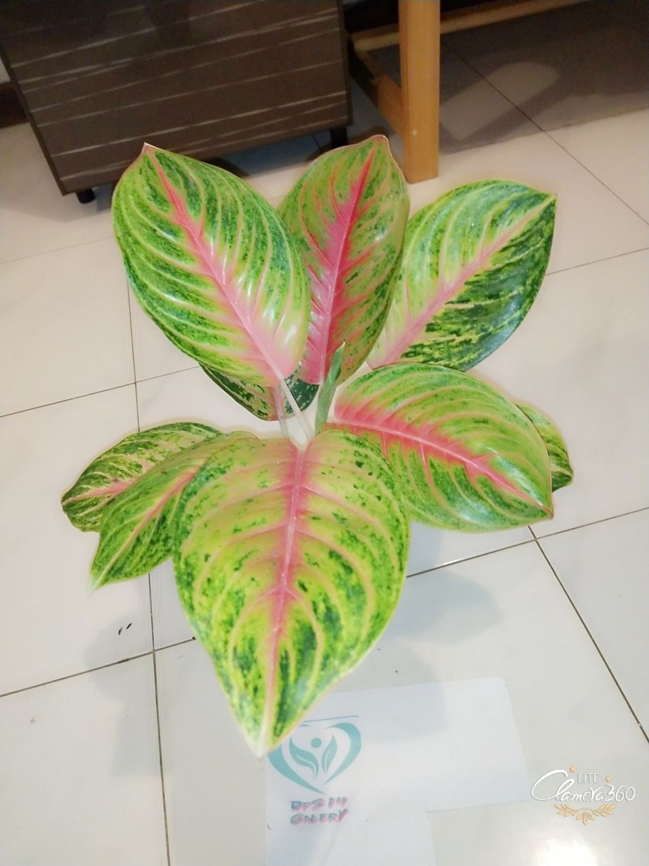 Аглаонема эмеральд пинк