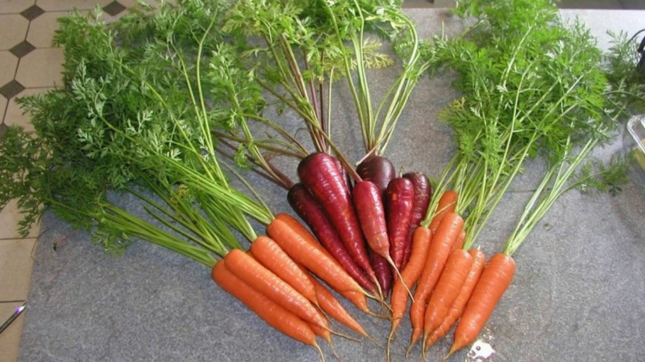 Row of planted Carrots
