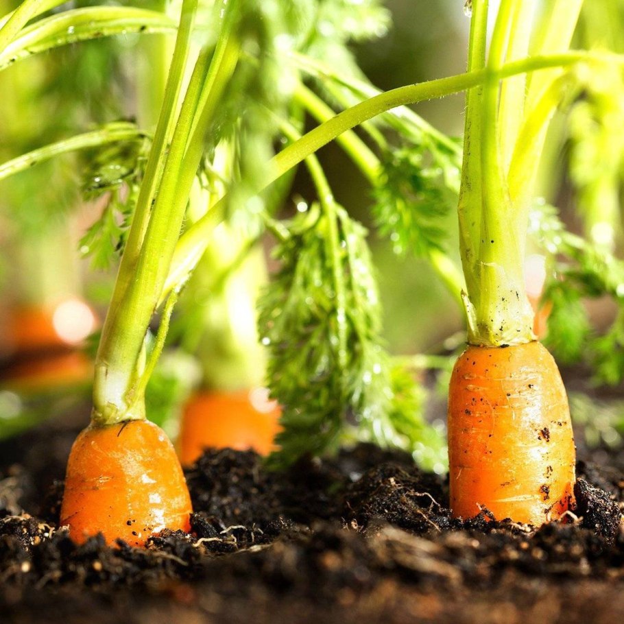 Сорта моркови короткоплодные
