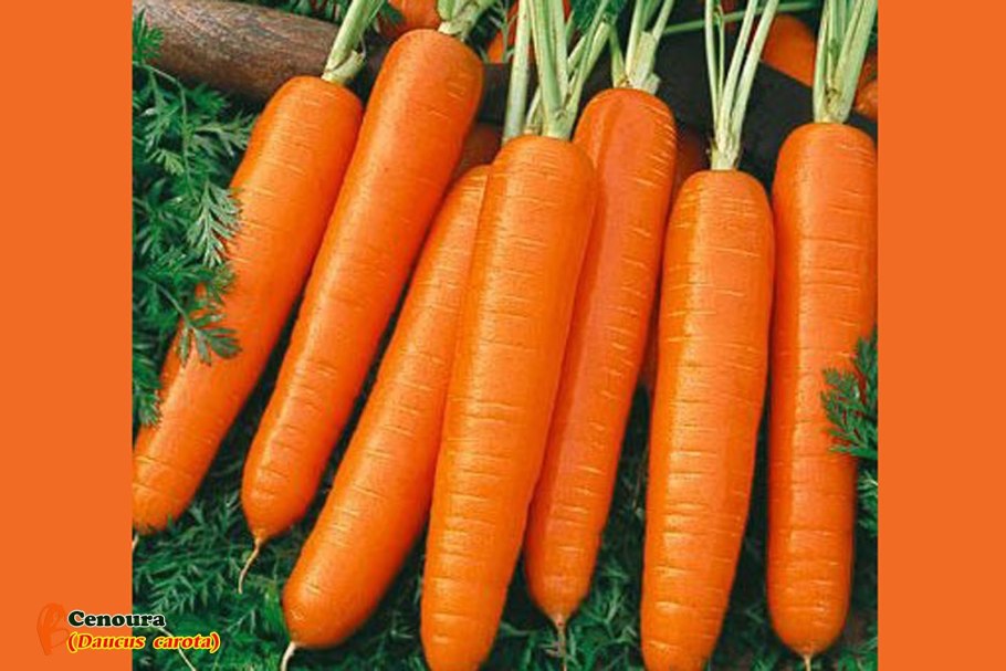 Огромный урожай моркови